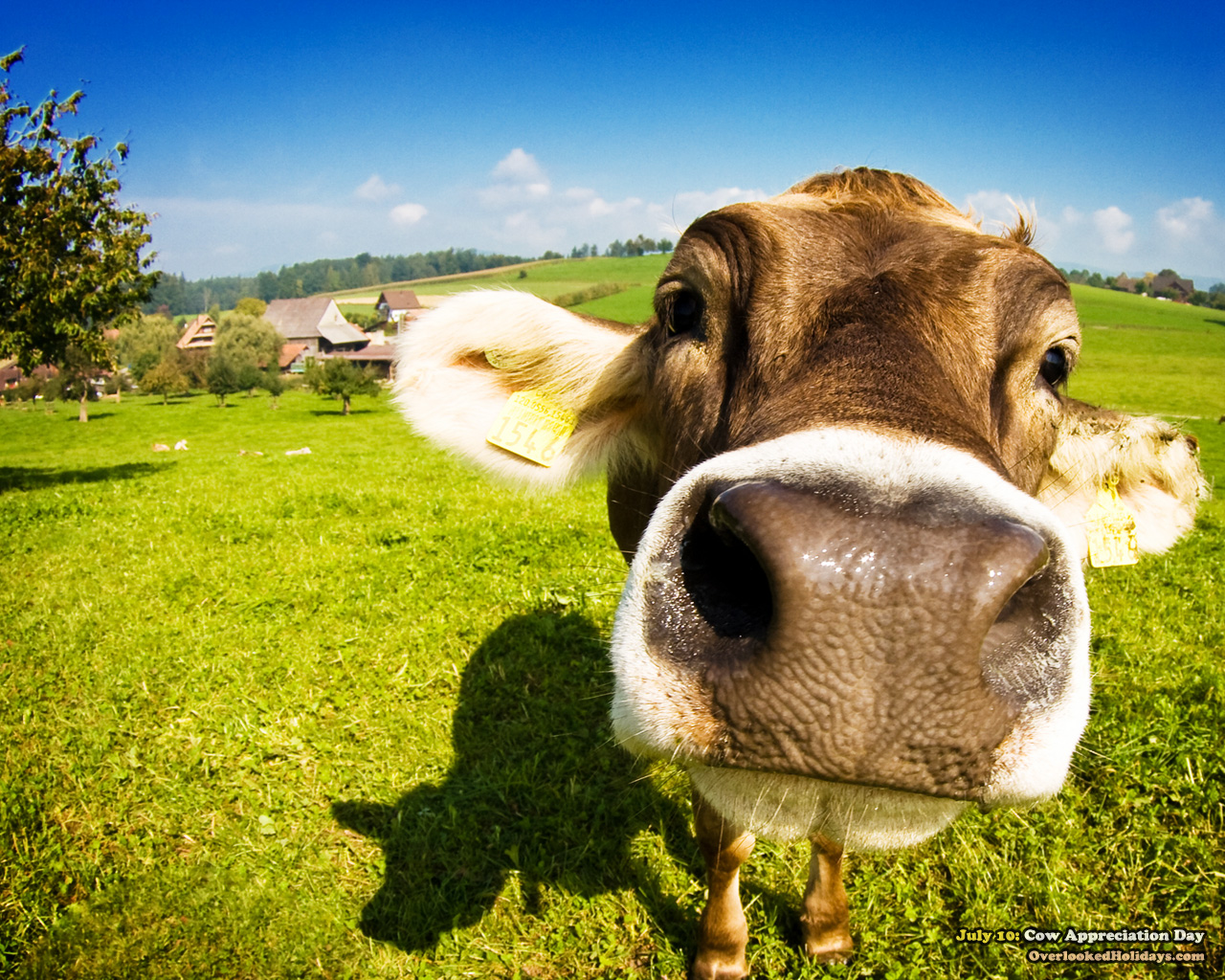 cow wallpapers cow wallpapers